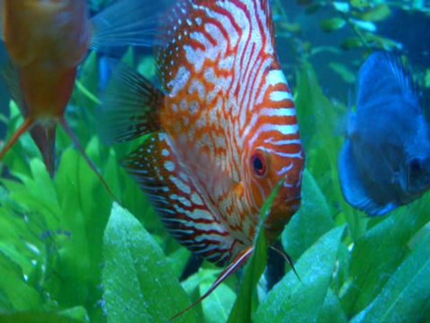 Rated #10: Freshwater Fish - Symphysodon Spp. - Pigeon Blood Discus Stocking In 55 Gallons Tank - My Red Dragon (Pigeon Blood) DIscus Rated #10: Freshwater Fish - Symphysodon Spp. - Pigeon Blood Discus Stocking In 55 Gallons Tank - My Red Dragon (Pigeon Blood) DIscus