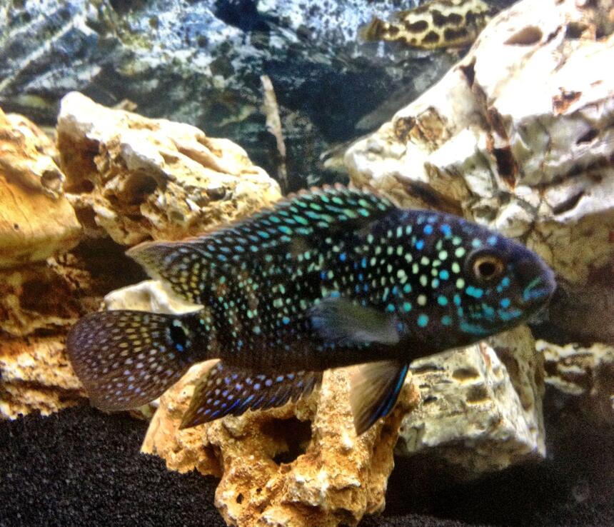 Rated #6: Freshwater Fish - Nandopsis Octofasciatum - Jack Dempsey Stocking In 25 Gallons Tank - King Dempsey Rated #6: Freshwater Fish - Nandopsis Octofasciatum - Jack Dempsey Stocking In 25 Gallons Tank - King Dempsey