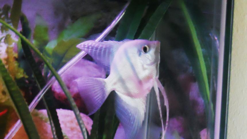 Rated #10: Freshwater Fish - Pterophyllum Sp. - Blue Angelfish Stocking In 29 Gallons Tank - Andre, my Blue Angelfish Rated #10: Freshwater Fish - Pterophyllum Sp. - Blue Angelfish Stocking In 29 Gallons Tank - Andre, my Blue Angelfish