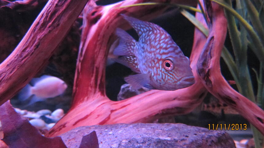 Rated #3: Freshwater Fish - Aequidens Rivulatus - Green Terror Stocking In 100 Gallons Tank Rated #3: Freshwater Fish - Aequidens Rivulatus - Green Terror Stocking In 100 Gallons Tank