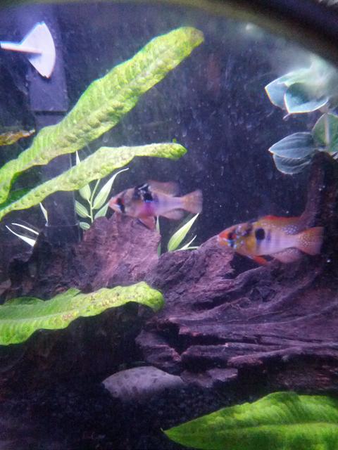 Rated #8: Freshwater Fish - Papiliochromis Ramirezi - German Blue Ram Stocking In 20 Gallons Tank - German blue ram couple Rated #8: Freshwater Fish - Papiliochromis Ramirezi - German Blue Ram Stocking In 20 Gallons Tank - German blue ram couple