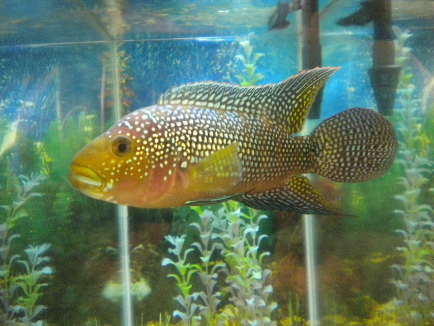 Rated #11: Freshwater Fish - Nandopsis Octofasciatum - Jack Dempsey Stocking In 80 Gallons Tank - Jack Dempsey Cichlid