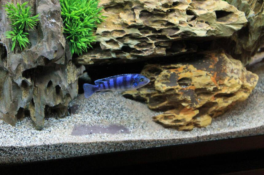Rated #9: Freshwater Fish - Metriaclima Lombardoi - Kenyi Cichlid Stocking In 60 Gallons Tank - Kenyi Rated #9: Freshwater Fish - Metriaclima Lombardoi - Kenyi Cichlid Stocking In 60 Gallons Tank - Kenyi