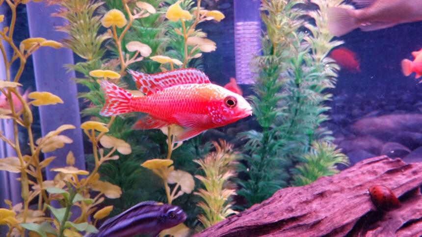 Rated #6: Freshwater Fish Stocking In 37 Gallons Tank - Dragon Blood Cichlid Rated #6: Freshwater Fish Stocking In 37 Gallons Tank - Dragon Blood Cichlid