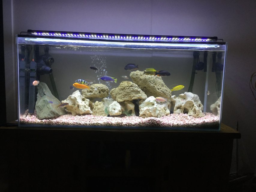 Rated #30: Freshwater Fish Stocking In 55 Gallons Tank - Mixed Malawi tank Rated #30: Freshwater Fish Stocking In 55 Gallons Tank - Mixed Malawi tank