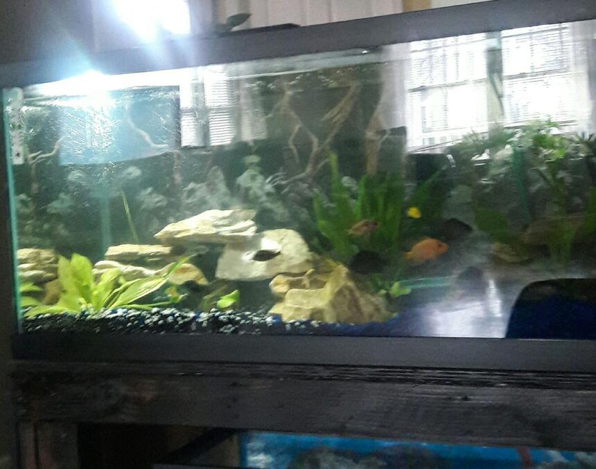 Rated #16: Freshwater Fish Stocking In 75 Gallons Tank - 75 gallon freshwater tank African and American Cichlids with live planting Rated #16: Freshwater Fish Stocking In 75 Gallons Tank - 75 gallon freshwater tank African and American Cichlids with live planting