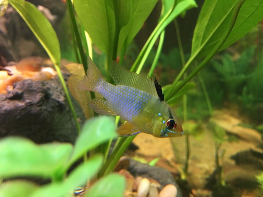 Rated #7: Freshwater Fish Stocking In 75 Gallons Tank - German Blue Ram Rated #7: Freshwater Fish Stocking In 75 Gallons Tank - German Blue Ram