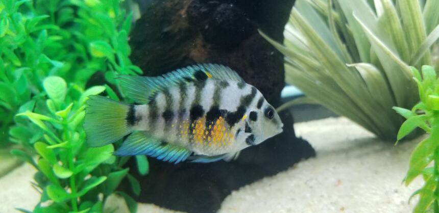 Rated #2: Freshwater Fish Stocking In 55 Gallons Tank - My female Convict cichlid. Rated #2: Freshwater Fish Stocking In 55 Gallons Tank - My female Convict cichlid.