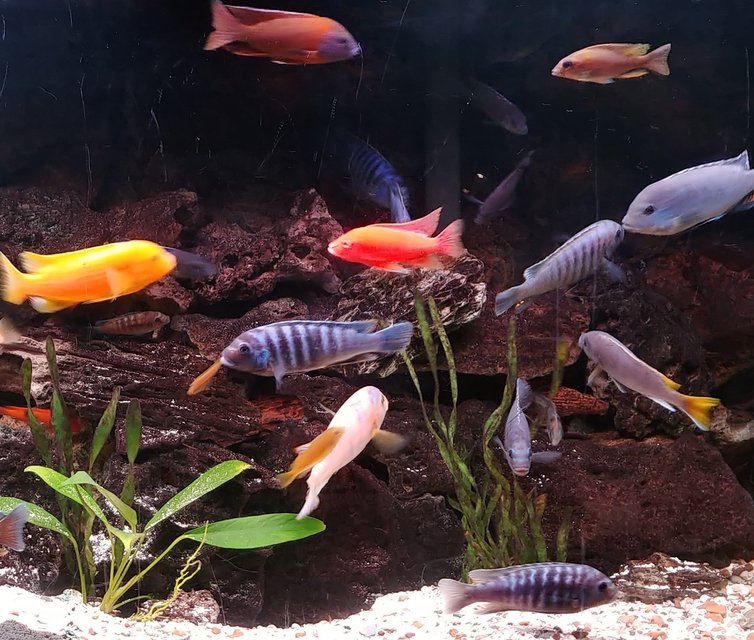 Rated #3: Freshwater Fish Stocking In 90 Gallons Tank - African Cichlid rainbow. Rated #3: Freshwater Fish Stocking In 90 Gallons Tank - African Cichlid rainbow.