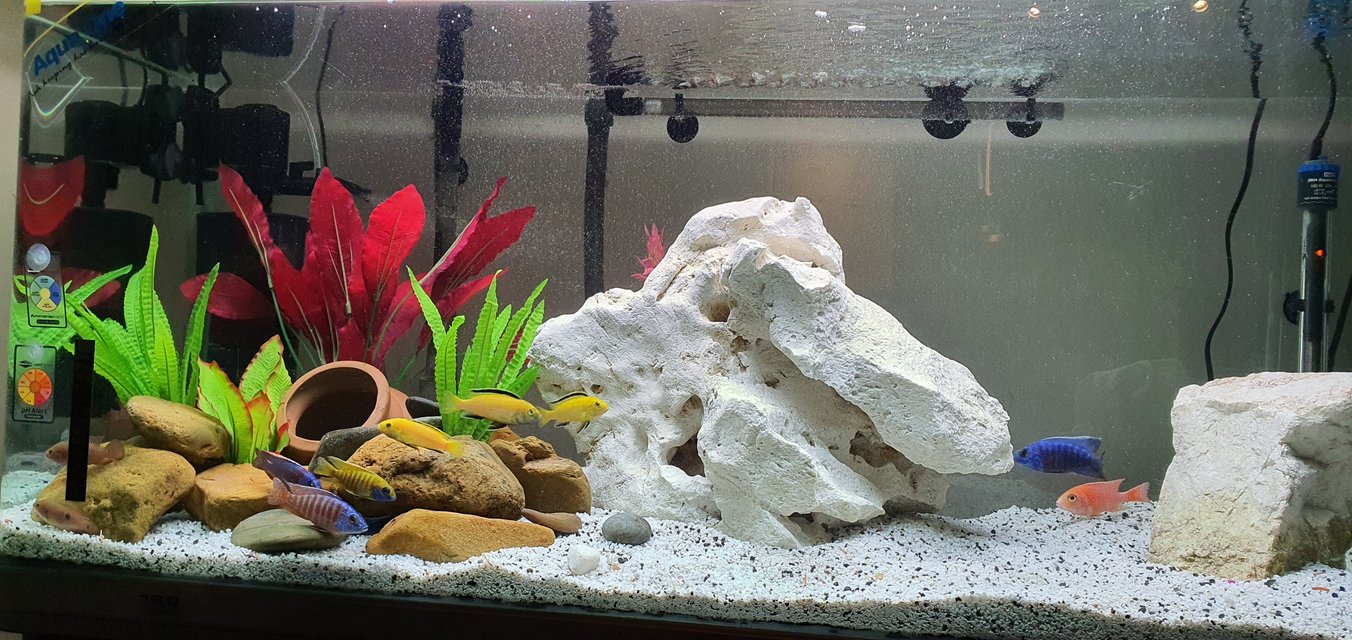 Rated #13: Freshwater Fish Stocking In 75 Gallons Tank - My new African Cichlid tank Peacocks and haps And red forest jewels. New to the hobby Rated #13: Freshwater Fish Stocking In 75 Gallons Tank - My new African Cichlid tank Peacocks and haps And red forest jewels. New to the hobby