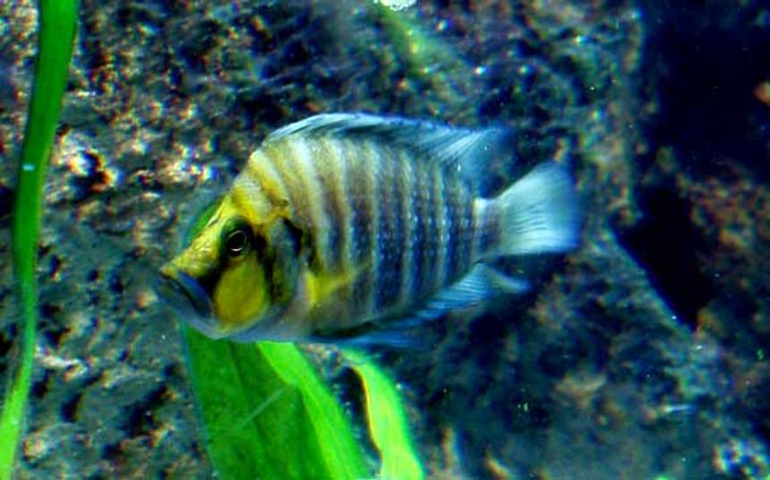 Rated #49: Freshwater Fish - Altolamprologus Compressicep - Gold Head Compressicep Cichlid Stocking In 125 Gallons Tank - Going for Gold, my gold head comp poses like the diva he is. Rated #49: Freshwater Fish - Altolamprologus Compressicep - Gold Head Compressicep Cichlid Stocking In 125 Gallons Tank - Going for Gold, my gold head comp poses like the diva he is.