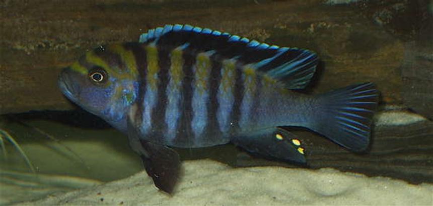 Rated #95: Freshwater Fish - Cynotilapia Afra - Afra Cichlid Stocking In 120 Gallons Tank - Anyone know the name of this guy? Rated #95: Freshwater Fish - Cynotilapia Afra - Afra Cichlid Stocking In 120 Gallons Tank - Anyone know the name of this guy?