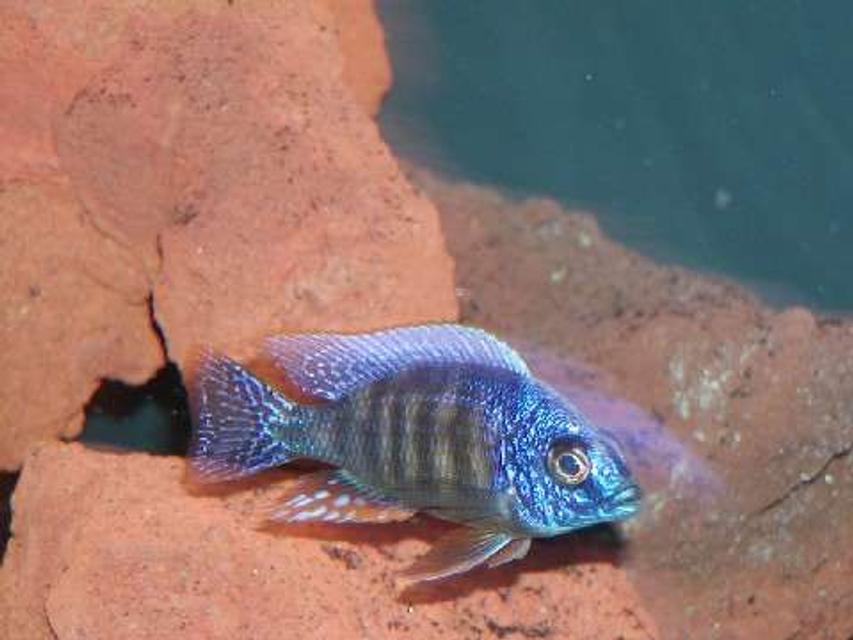 Rated #41: Freshwater Fish - Protomelas Steveni - Taiwan Reef Stocking In 135 Gallons Tank - reef Rated #41: Freshwater Fish - Protomelas Steveni - Taiwan Reef Stocking In 135 Gallons Tank - reef