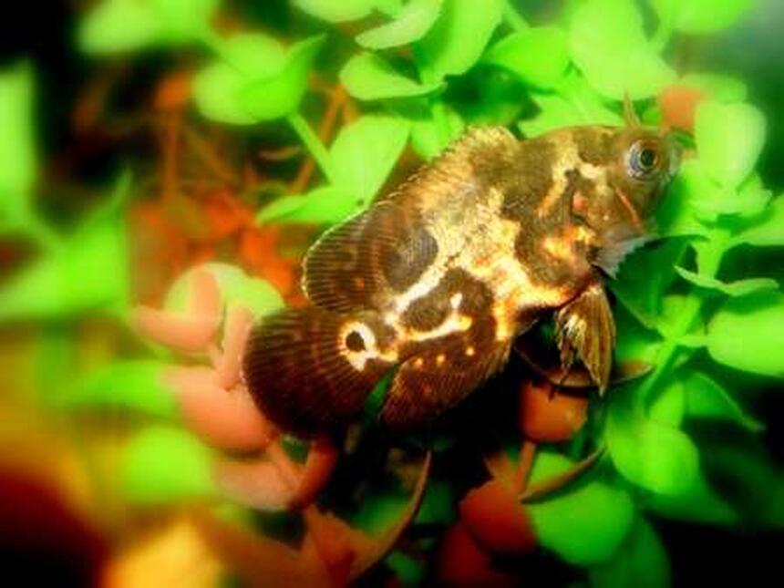 Rated #69: Freshwater Fish - Astronotus Ocellatus - Tiger Oscar Stocking In 20 Gallons Tank - Mr. Tiger Rated #69: Freshwater Fish - Astronotus Ocellatus - Tiger Oscar Stocking In 20 Gallons Tank - Mr. Tiger