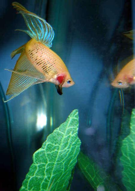 Rated #83: Freshwater Fish - Betta Splendens - Betta - Female Stocking In 29 Gallons Tank - Beta, another fish I adore.
This is my white/yellow/blue Beta- a wal mart fish, though I adore him. He Rated #83: Freshwater Fish - Betta Splendens - Betta - Female Stocking In 29 Gallons Tank - Beta, another fish I adore.
This is my white/yellow/blue Beta- a wal mart fish, though I adore him. He's vain, and all he does is look at himself. His name is Moby Dick (in memory of my other white beta that died)