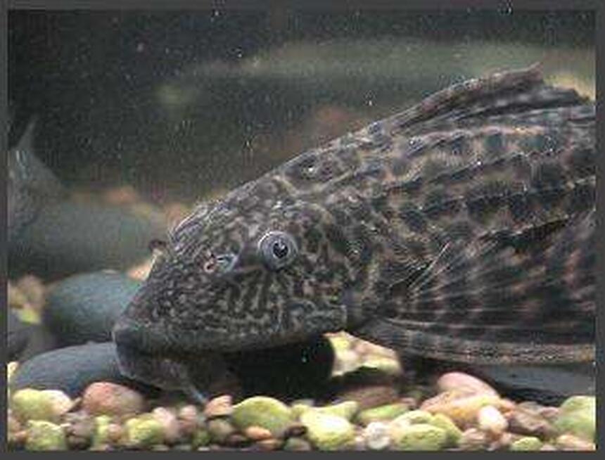 Rated #44: Freshwater Fish - Glyptoperichthys Gibbiceps - Sailfin Pleco (l-83) Stocking In 75 Gallons Tank - pleco Rated #44: Freshwater Fish - Glyptoperichthys Gibbiceps - Sailfin Pleco (l-83) Stocking In 75 Gallons Tank - pleco