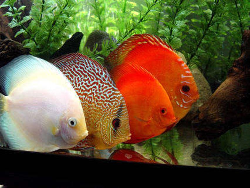 Rated #2: Freshwater Fish - Symphysodon Sp. - Snow White Discus Stocking In 60 Gallons Tank - Four Adults Only!!!
White Diamond, Checkerboard, Scarlet, and Pigeon Blood. Rated #2: Freshwater Fish - Symphysodon Sp. - Snow White Discus Stocking In 60 Gallons Tank - Four Adults Only!!!
White Diamond, Checkerboard, Scarlet, and Pigeon Blood.