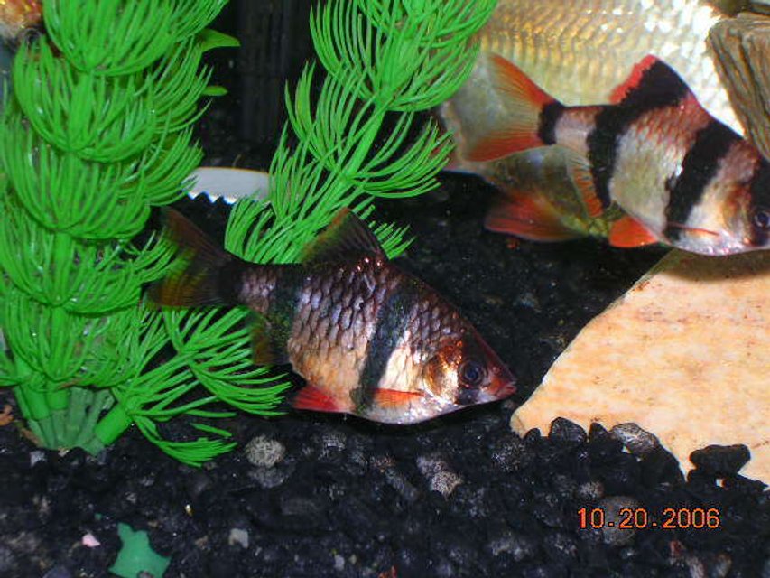 Rated #102: Freshwater Fish - Puntius Tetrazona - Tiger Barb Stocking In 20 Gallons Tank - Tiger barbs Rated #102: Freshwater Fish - Puntius Tetrazona - Tiger Barb Stocking In 20 Gallons Tank - Tiger barbs