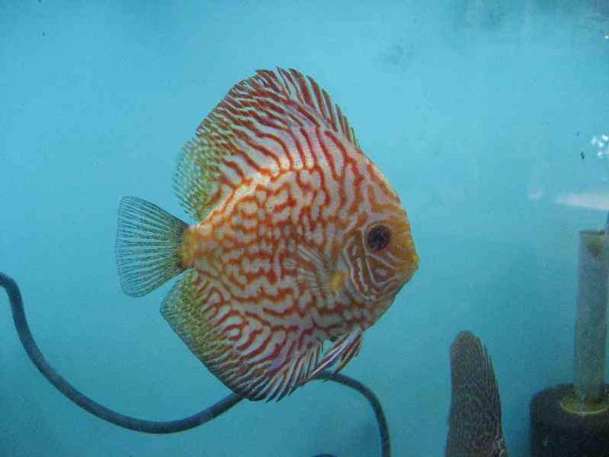 Rated #27: Freshwater Fish - Symphysodon Spp. - Snakeskin Discus Stocking In 40 Gallons Tank - Pigeon checker board Rated #27: Freshwater Fish - Symphysodon Spp. - Snakeskin Discus Stocking In 40 Gallons Tank - Pigeon checker board