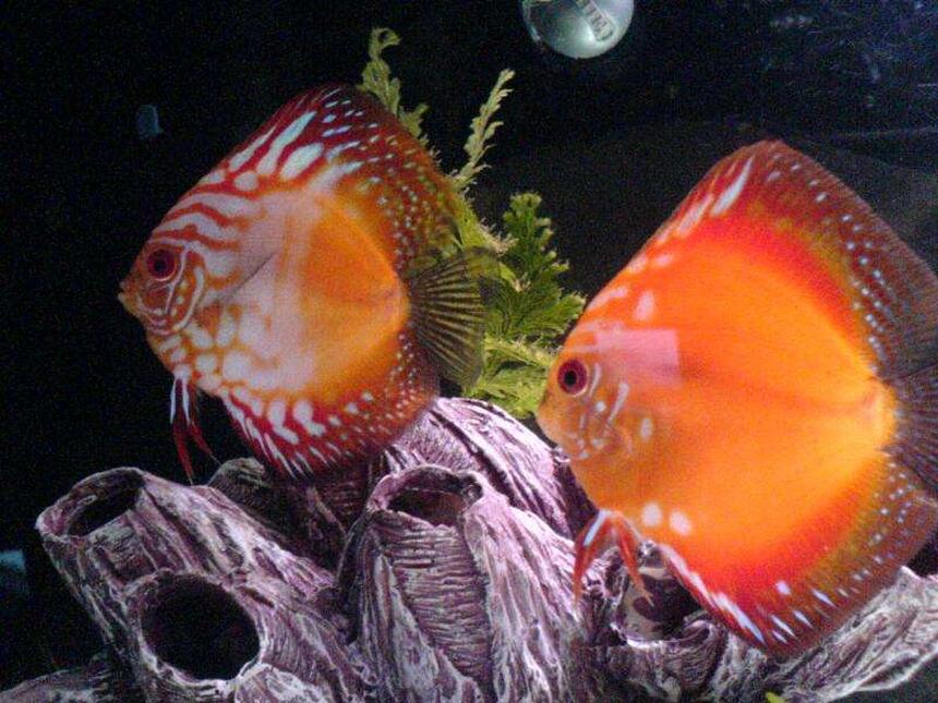 Rated #40: Freshwater Fish - Symphysodon Sp. - Royal Red Discus Stocking In 30 Gallons Tank - 2 red discus, breeding pair Rated #40: Freshwater Fish - Symphysodon Sp. - Royal Red Discus Stocking In 30 Gallons Tank - 2 red discus, breeding pair