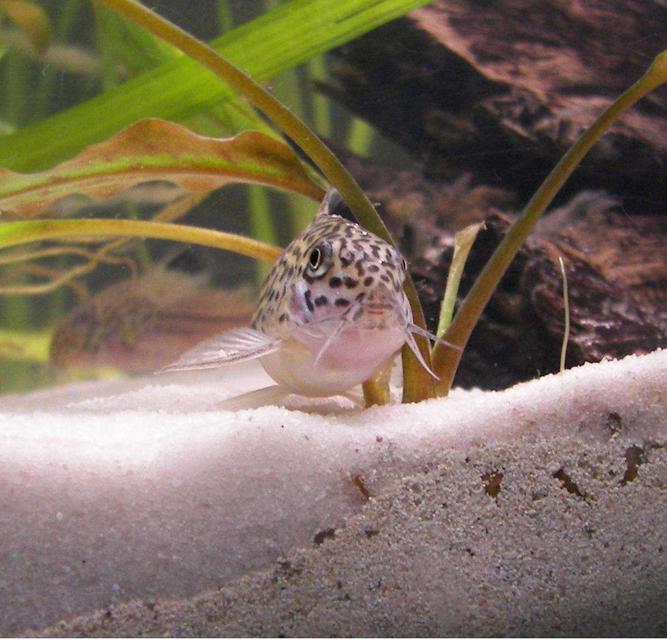 Rated #78: Freshwater Fish - Corydoras Ornatus - Ornate Cory Cat Stocking In 20 Gallons Tank - My Lovely Corydoras Trilineatus Rated #78: Freshwater Fish - Corydoras Ornatus - Ornate Cory Cat Stocking In 20 Gallons Tank - My Lovely Corydoras Trilineatus