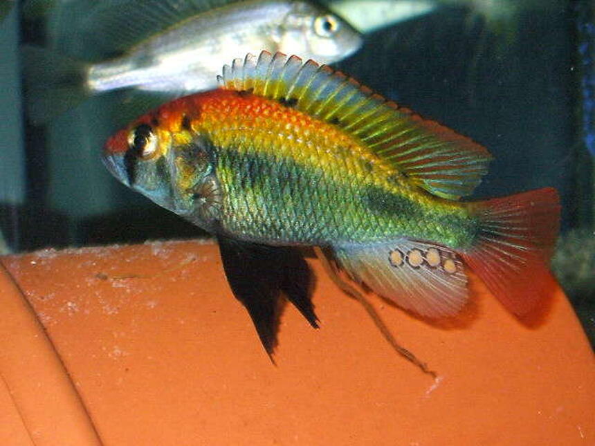 Rated #6: Freshwater Fish - Haplochromis Sp. Stocking In 100 Gallons Tank - Hap Ruby Green Rated #6: Freshwater Fish - Haplochromis Sp. Stocking In 100 Gallons Tank - Hap Ruby Green