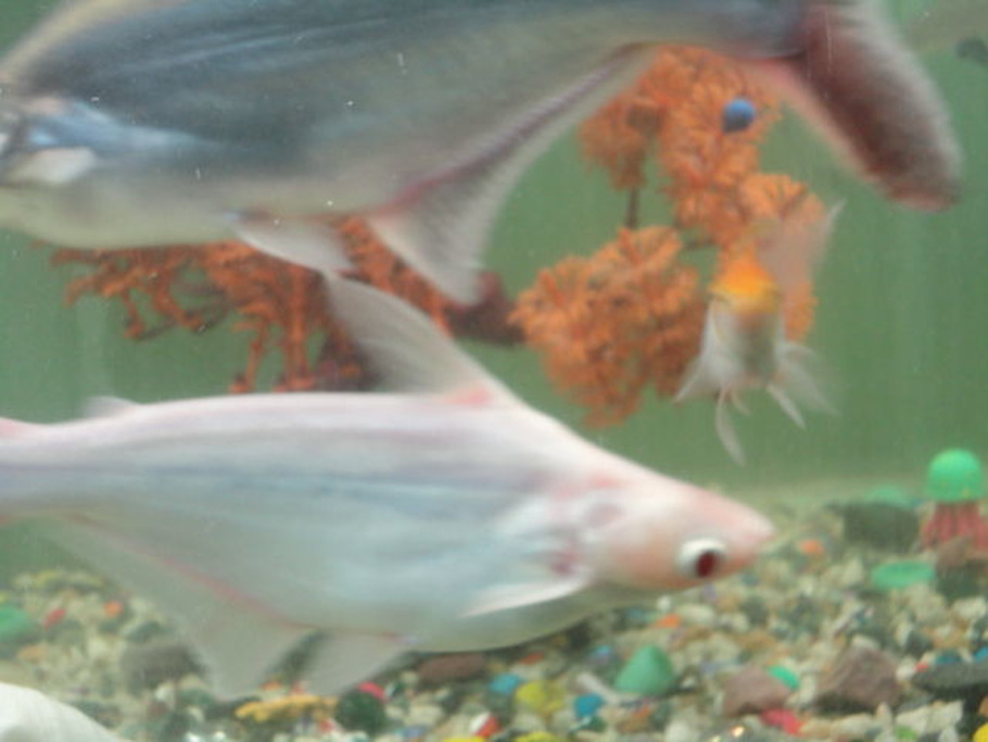 Funny Animal Pictures With Captions For Kids