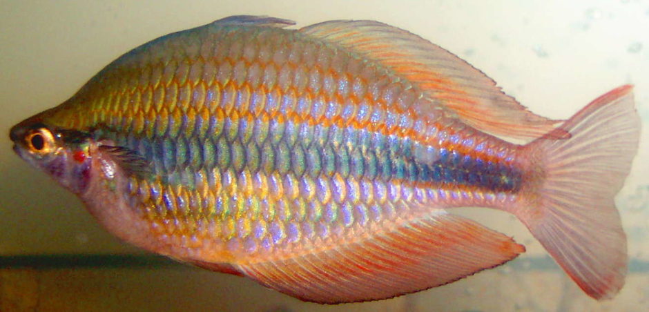 Banded Rainbowfish (melanotaenia trifasciata) Photo Picture ID 11005 Banded Rainbowfish (melanotaenia trifasciata) Photo Picture ID 11005