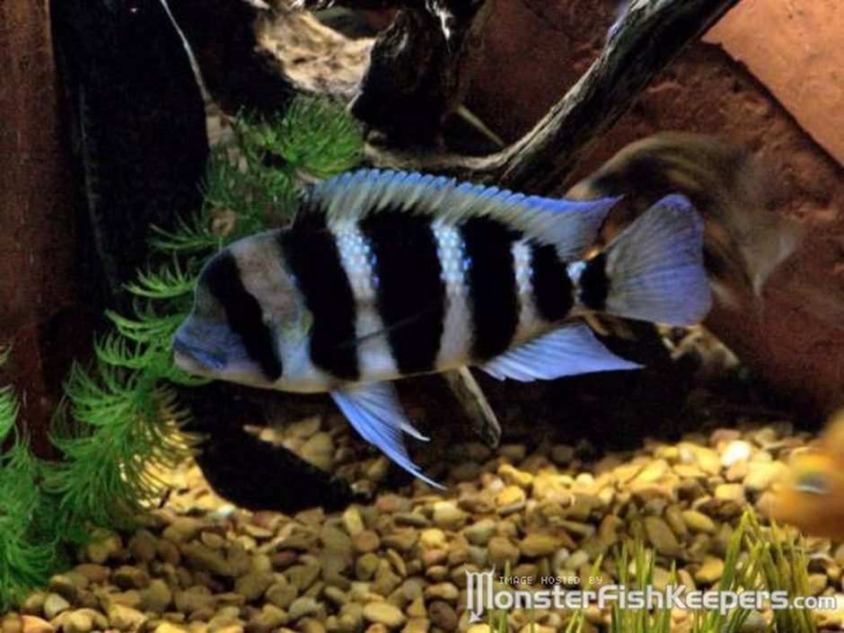 Frontosa Cichlid (cyphotilapia frontosa) Photo Picture ID 2021 Frontosa Cichlid (cyphotilapia frontosa) Photo Picture ID 2021