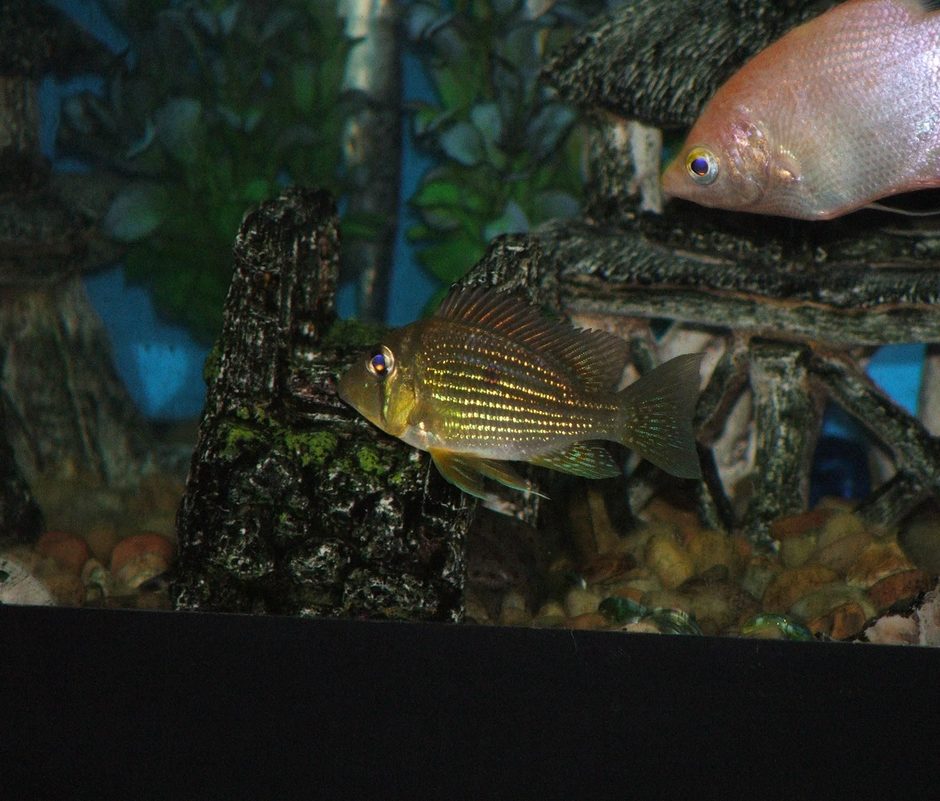 Red Striped Eartheater (geophagus surinamensis) Photo Picture ID 21334 Red Striped Eartheater (geophagus surinamensis) Photo Picture ID 21334