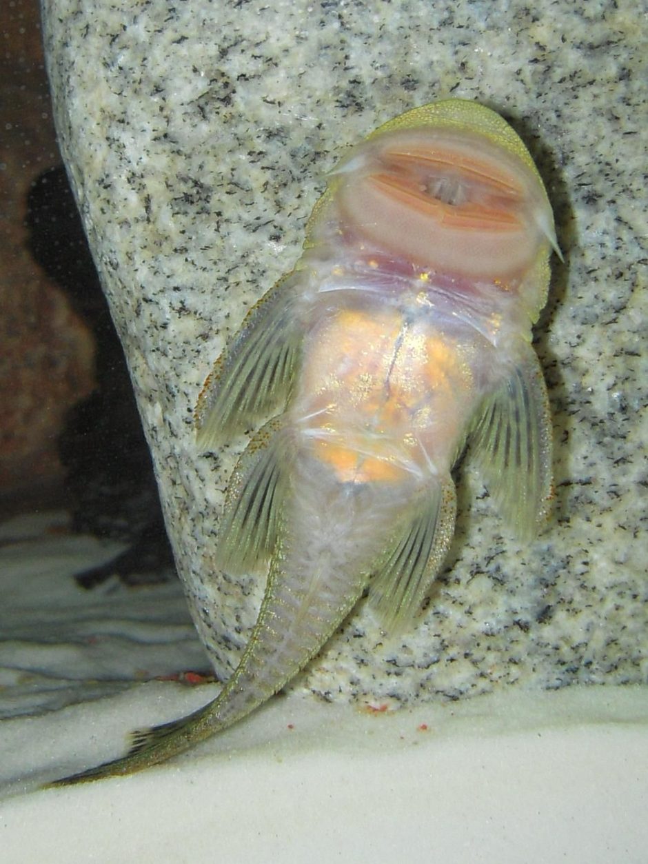Rubbernose Pleco (L187) (chaetostoma milesi) Photos
