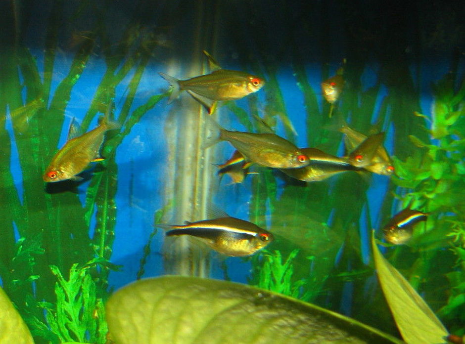 Black Neon Tetra (hyphessobrycon herbertaxelrodi) Photo Picture ID 25113 Black Neon Tetra (hyphessobrycon herbertaxelrodi) Photo Picture ID 25113