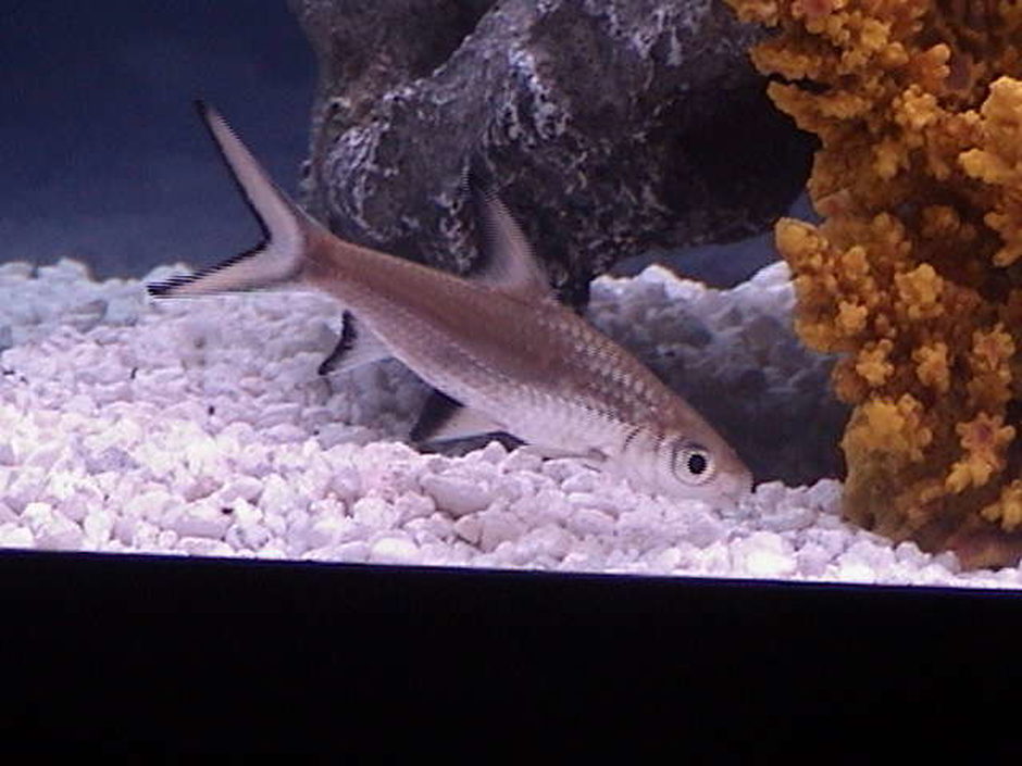 Bala Shark (balantiocheilus melanopterus) Photo Picture ID 5357 Bala Shark (balantiocheilus melanopterus) Photo Picture ID 5357