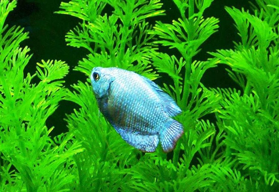Dwarf Gourami (colisa lalia) Photo Picture ID 6190 Dwarf Gourami (colisa lalia) Photo Picture ID 6190