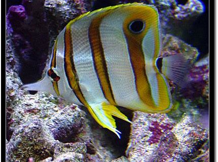 saltwater fish - chelmon rostratus - copperband butterflyfish - Copperband Butterfly saltwater fish - chelmon rostratus - copperband butterflyfish - Copperband Butterfly