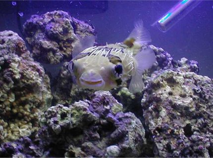 saltwater fish - diodon holocanthus - porcupine puffer - Porcupine Puffer in FOWLR tank. saltwater fish - diodon holocanthus - porcupine puffer - Porcupine Puffer in FOWLR tank.