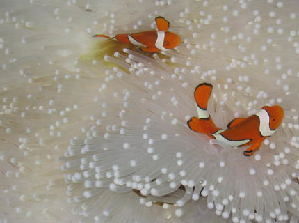 saltwater fish - amphiprion percula - true percula clownfish stocking in 3 gallons tank - Some Fish that I have met saltwater fish - amphiprion percula - true percula clownfish stocking in 3 gallons tank - Some Fish that I have met