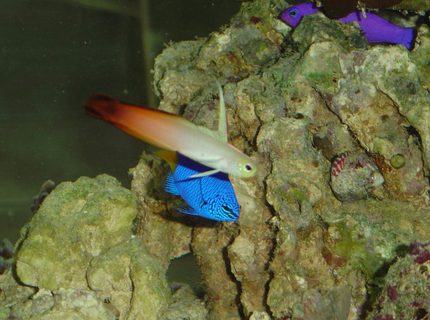 saltwater fish - nemateleotris magnifica - firefish stocking in 150 gallons tank - Firefish, Blue Damsel, orchid pseudochromis saltwater fish - nemateleotris magnifica - firefish stocking in 150 gallons tank - Firefish, Blue Damsel, orchid pseudochromis