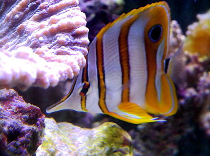 saltwater fish - chelmon rostratus - copperband butterflyfish stocking in 9 gallons tank - My Copper Band Butterfly snacking on feather dusters in my 46 gallon reef tank. saltwater fish - chelmon rostratus - copperband butterflyfish stocking in 9 gallons tank - My Copper Band Butterfly snacking on feather dusters in my 46 gallon reef tank.