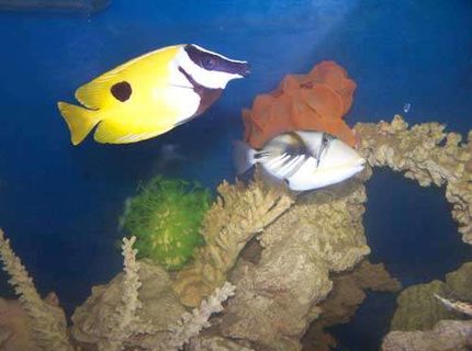 saltwater fish - siganus unimaculatus - one spot foxface stocking in 110 gallons tank - Trigger and Foxface saltwater fish - siganus unimaculatus - one spot foxface stocking in 110 gallons tank - Trigger and Foxface