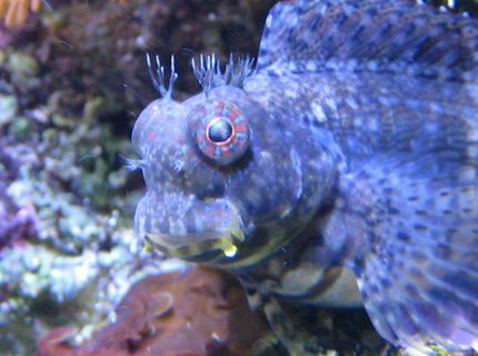 saltwater fish - salarias fasciatus - sailfin/algae blenny stocking in 65 gallons tank - Lawnmower Blenny saltwater fish - salarias fasciatus - sailfin/algae blenny stocking in 65 gallons tank - Lawnmower Blenny