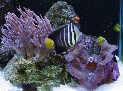 saltwater fish - zebrasoma veliferum - sailfin tang stocking in 65 gallons tank - Sailfin Tang saltwater fish - zebrasoma veliferum - sailfin tang stocking in 65 gallons tank - Sailfin Tang