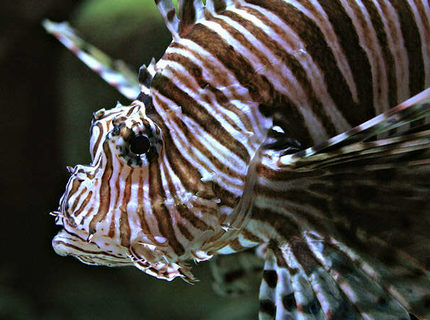 Rated #10: Saltwater Fish - Pterois Volitans - Volitan Lionfish - mi class lion fish Rated #10: Saltwater Fish - Pterois Volitans - Volitan Lionfish - mi class lion fish