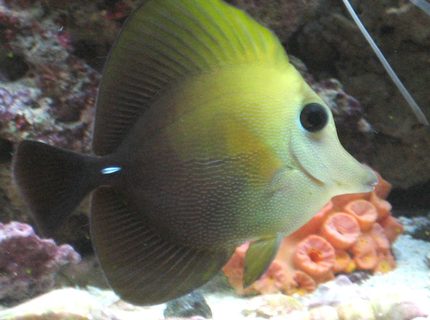 saltwater fish - zebrasoma scopas - scopas tang stocking in 75 gallons tank - My Scopas. saltwater fish - zebrasoma scopas - scopas tang stocking in 75 gallons tank - My Scopas.