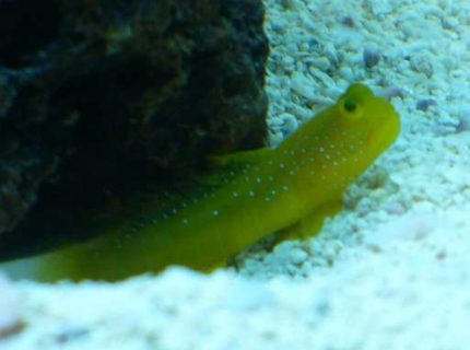 saltwater fish - cryptocentrus cinctus - yellow watchman goby stocking in 140 gallons tank - Yellow Watchman Goby saltwater fish - cryptocentrus cinctus - yellow watchman goby stocking in 140 gallons tank - Yellow Watchman Goby