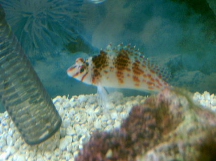 saltwater fish - cirrhitichthys falco - falco hawkfish stocking in 75 gallons tank - dotty hawk saltwater fish - cirrhitichthys falco - falco hawkfish stocking in 75 gallons tank - dotty hawk