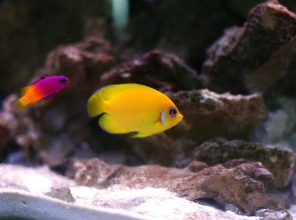 saltwater fish - gramma loreto - royal gramma basslet stocking in 72 gallons tank - Lemonpeel and Royal Gramma saltwater fish - gramma loreto - royal gramma basslet stocking in 72 gallons tank - Lemonpeel and Royal Gramma