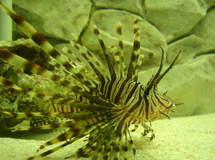 saltwater fish - pterois volitans - volitan lionfish stocking in 100 gallons tank - This is my Black Volitan Lion FIsh
. saltwater fish - pterois volitans - volitan lionfish stocking in 100 gallons tank - This is my Black Volitan Lion FIsh
.