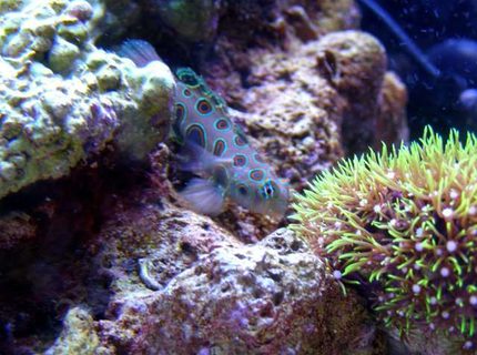 saltwater fish - synchiropus picturatus - spotted mandarin stocking in 46 gallons tank - Foxy Cleopatra (Foxy) my Spotted Mandarin saltwater fish - synchiropus picturatus - spotted mandarin stocking in 46 gallons tank - Foxy Cleopatra (Foxy) my Spotted Mandarin