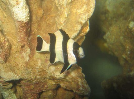 saltwater fish - dascyllus aruanus - three stripe damselfish stocking in 4 gallons tank - Three Striped Damselfish (Dascyllus Aruanus) saltwater fish - dascyllus aruanus - three stripe damselfish stocking in 4 gallons tank - Three Striped Damselfish (Dascyllus Aruanus)